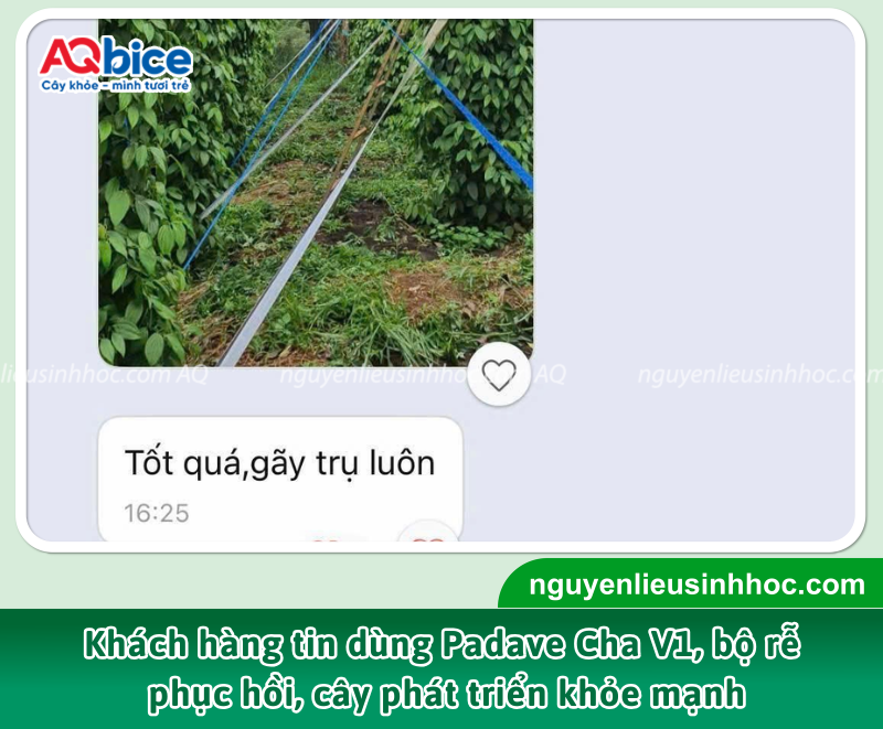 Sau thời gian sử dụng PADAVE CHA V1, nhiều nhà vườn chia sẻ rằng bộ rễ của cây dần phục hồi, cây khỏe hơn, ra đọt mới và phát triển ổn định