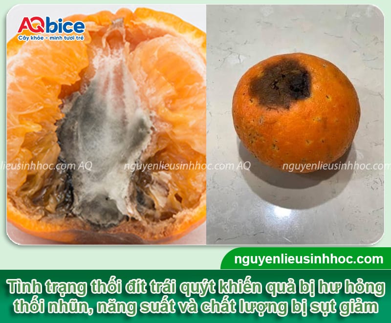 Nguyên nhân bệnh thối đít trái quýt và cách phòng trừ