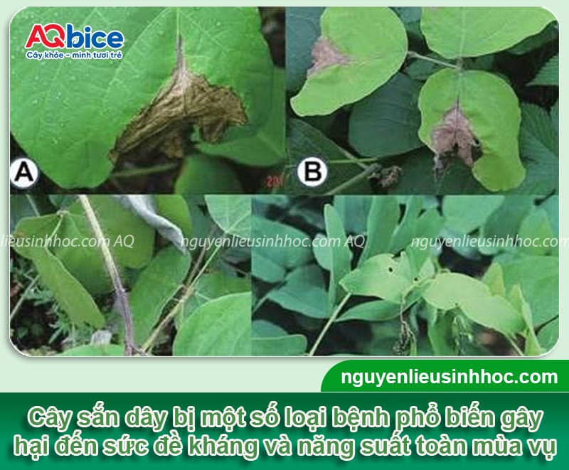 Các bệnh trên cây sắn phổ biến và cách phòng trừ hiệu quả
