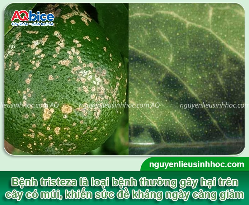 Bệnh tristeza trên cây có múi: Nguyên nhân và cách xử lý