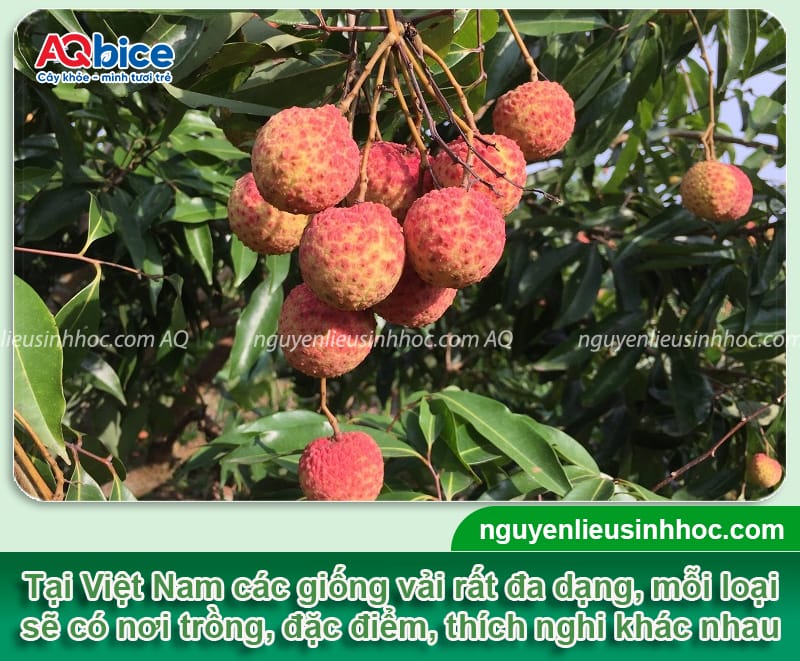 Khám phá các giống vải ở Việt Nam nổi tiếng, năng suất cao