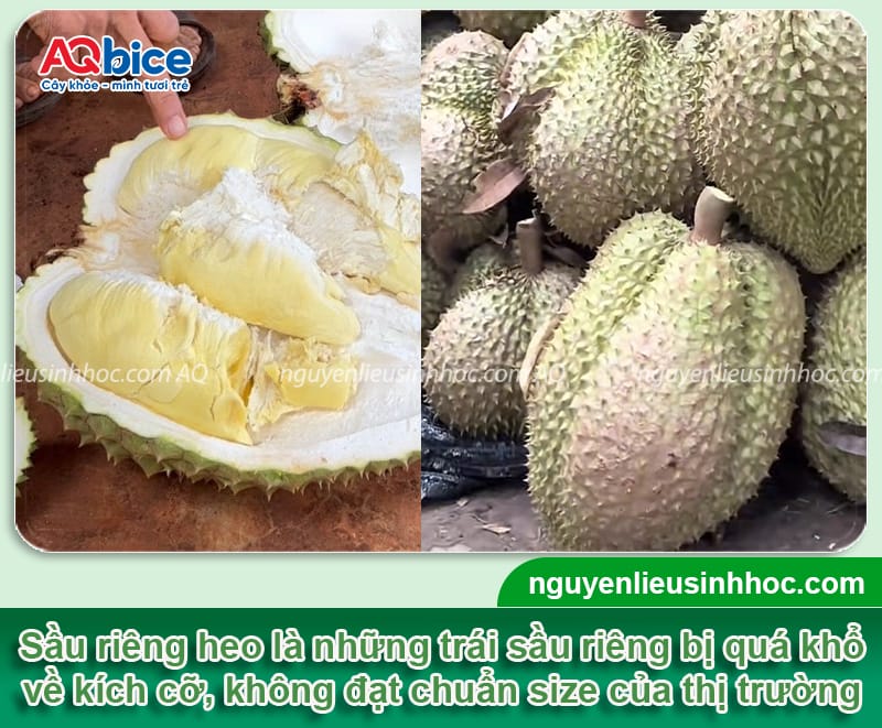 Sầu riêng heo nguyên nhân do đâu và biện pháp xử lý