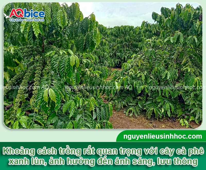 Khoảng cách trồng cà phê xanh lùn phù hợp và cách chăm sóc