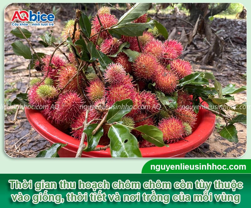 Mùa chôm chôm tháng mấy và cách nhận biết khi nào thu hoạch