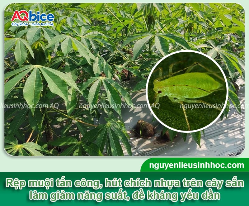 Nhận biết rệp muội trên cây sắn và cách phòng trừ hiệu quả