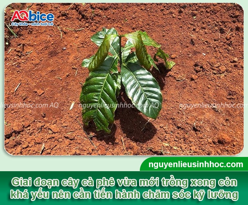 Hướng dẫn cách chăm sóc cà phê mới trồng tỷ lệ sống cao