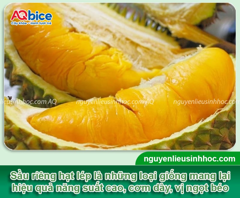 Top giống sầu riêng hạt lép chất lượng cao, cơm dày, hạt nhỏ