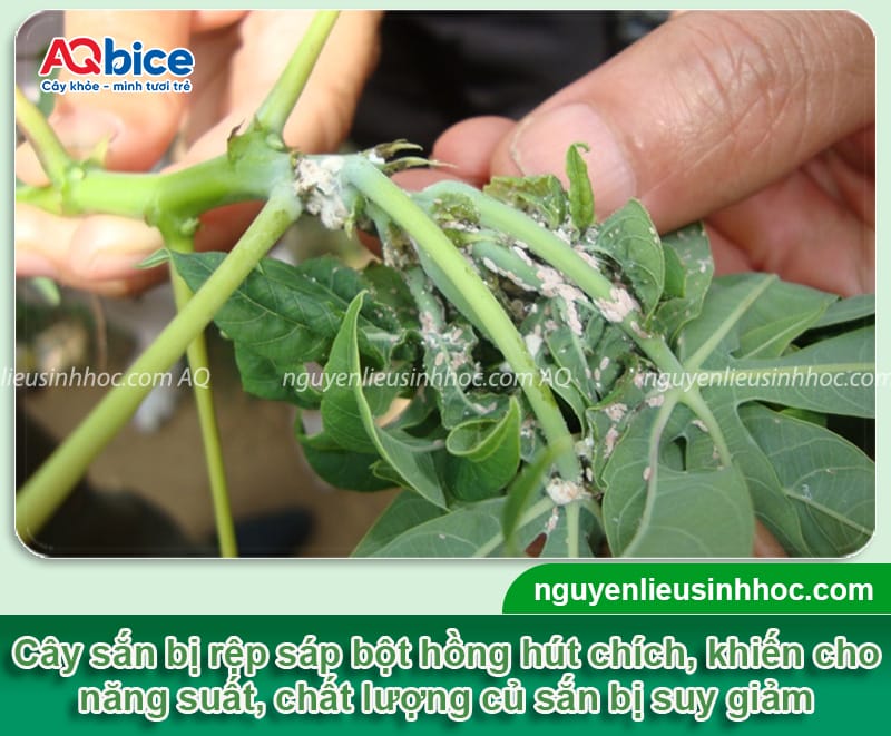 Đặc điểm của rệp sáp bột hồng trên cây sắn và cách phòng trừ