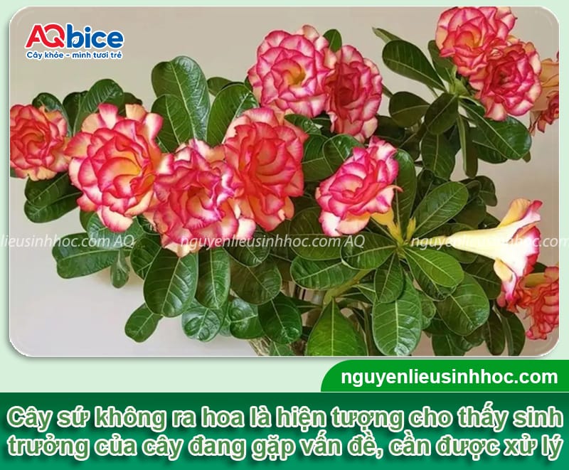Vì sao sứ không ra hoa và cách xử lý giúp bông nở đều, đẹp