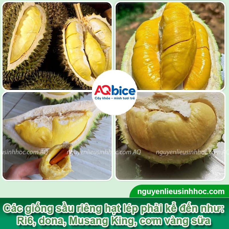 Top giống sầu riêng hạt lép chất lượng cao, cơm dày, hạt nhỏ 2 Top giống sầu riêng hạt lép chất lượng cao, cơm dày, hạt nhỏ