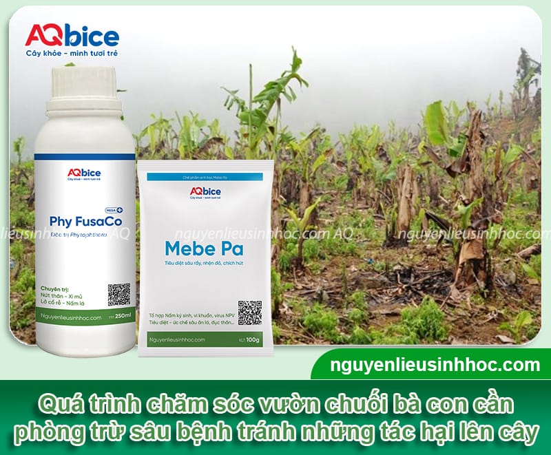 Hướng dẫn cách chăm sóc cây chuối sau thu hoạch đúng cách