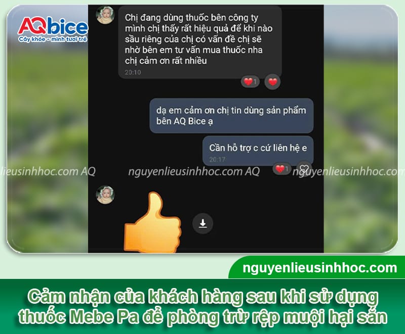 Nhận biết rệp muội trên cây sắn và cách phòng trừ hiệu quả