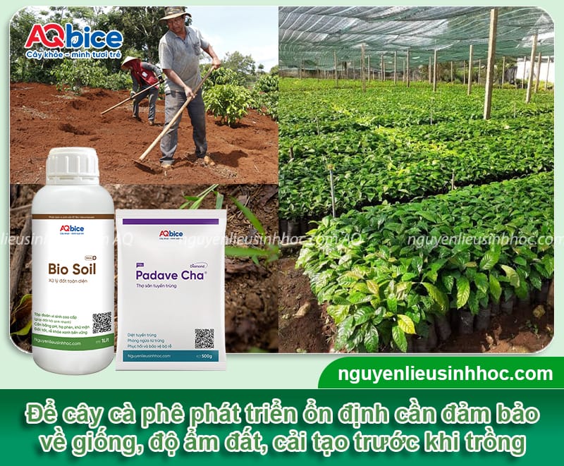 Hướng dẫn cách chăm sóc cà phê mới trồng tỷ lệ sống cao